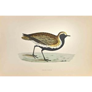 Golden Plover