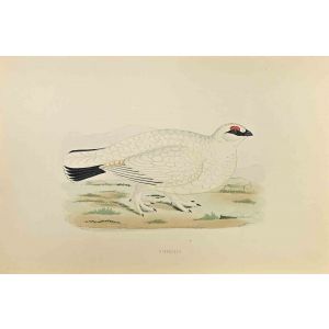 Ptarmigan