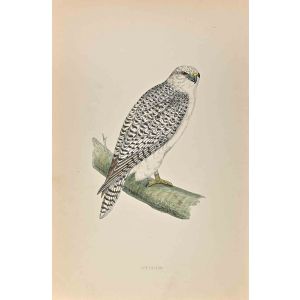 Jer-Falcon