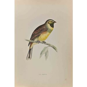 Cirl Bunting