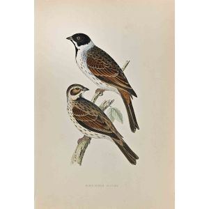 Black-Headed Bunting