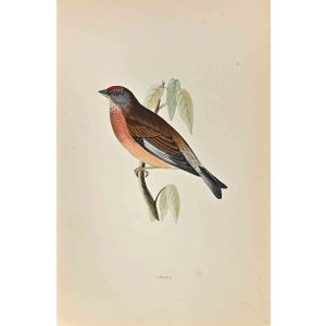 Linnet
