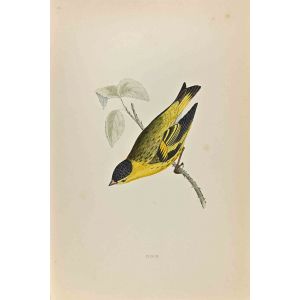 Siskin