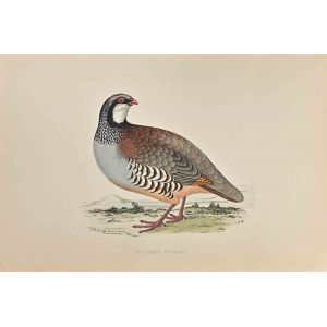 Red-Legged Patridge