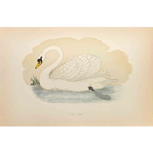 Mute Swan