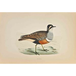 Dotterel