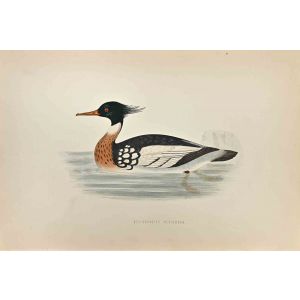 Red-Breasted Merganser