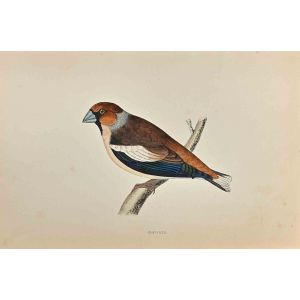 Hawfinch