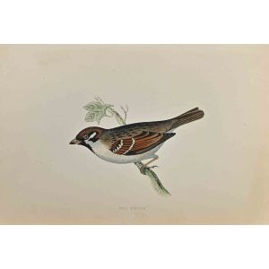 Tree Sparrow
