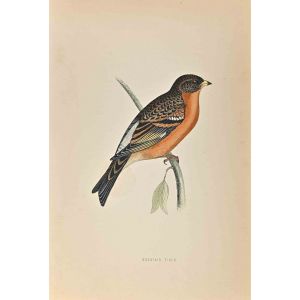 Mountain Finch