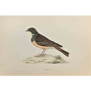 Ortolan