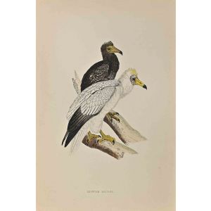 Egyptian Vulture