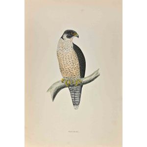 Peregrine