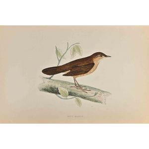 Savi's Warbler