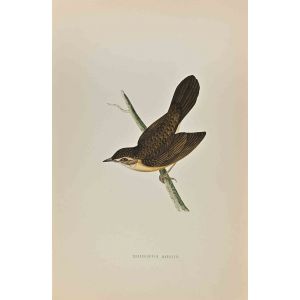 Grasshopper Warbler 