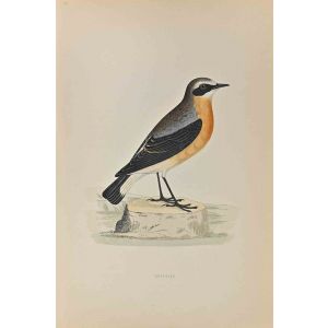 Wheatear