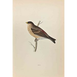 Twite