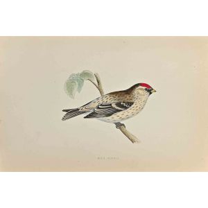 Mealy Redpole