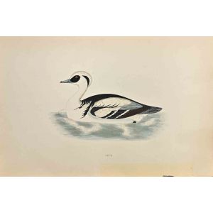 Smew
