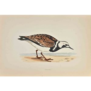Turnstone