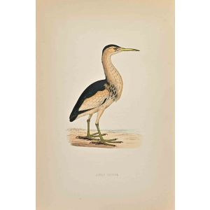 Little Bittern