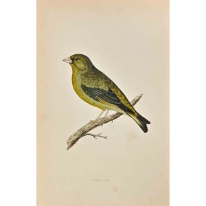 Greenfinch