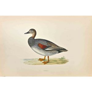 Gadwall
