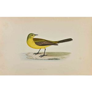 Yellow Wagtail