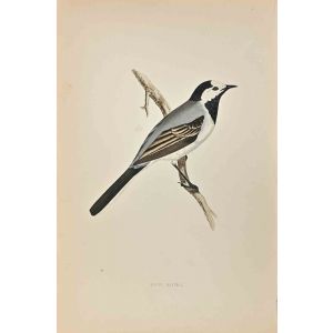 White Wagtail 