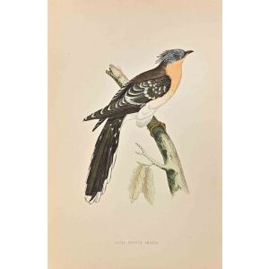 Great Spotted Cuckoo