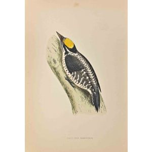 Three-Toed Woodpecker