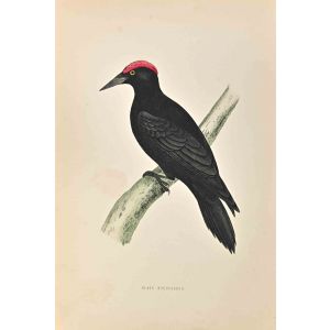 Black Woodpecker