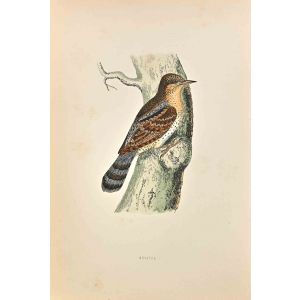 Wryneck