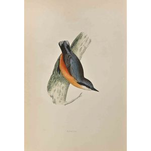 Nuthatch
