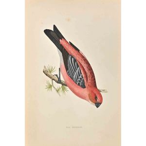 Pine Grossbeak