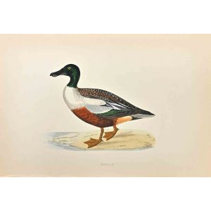 Shoveler