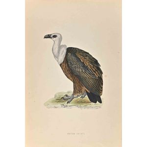 Griffon Vulture