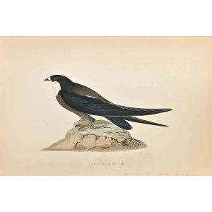 Spine-Tailed Swallow