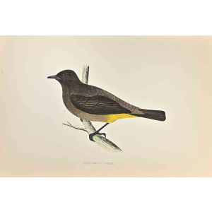 Gold-Vented Thrush