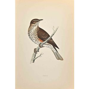 Redwing