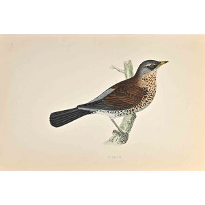 Fieldfare