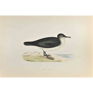 Dusky Petrel