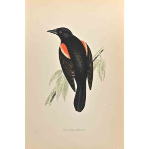 Red-Winged Starling