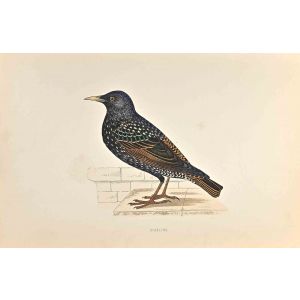 Starling