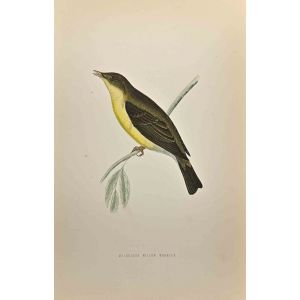 Melodious Willow Warbler