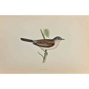 Whitethroat