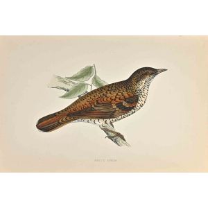 White's Thrush