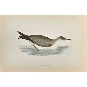 Cinereous Shearwater
