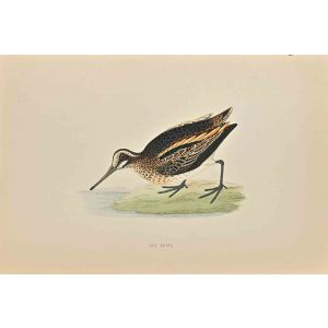 Jack Snipe