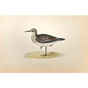 Schinz's Sandpiper